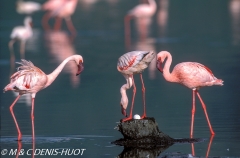 flamant nain / lesser flamingo