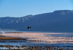 flamant nain / lesser flamingo