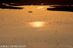 flamant nain / lesser flamingo
