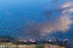 flamant nain / lesser flamingo