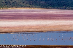 flamant nain / lesser flamingo