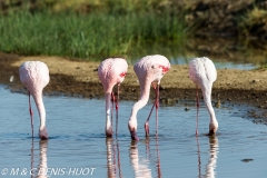 flamant nain / lesser flamingo