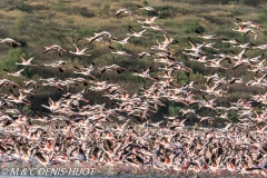 flamant nain / lesser flamingo