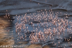 flamant nain / lesser flamingo