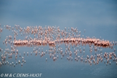 flamant nain / lesser flamingo