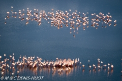 flamant nain / lesser flamingo