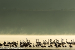 flamant nain et rose / lesser and greater flamingo