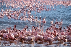 flamant nain / lesser flamingo