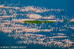 flamant nain / lesser flamingo