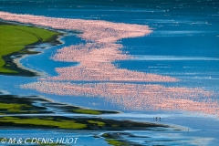 flamant nain / lesser flamingo