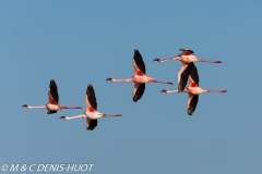 flamant nain / lesser flamingo