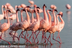 flamant nain / lesser flamingo