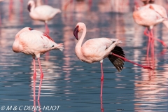 flamant nain / lesser flamingo