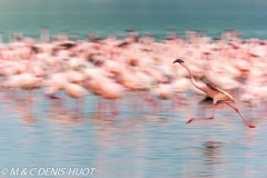 flamant nain / lesser flamingo