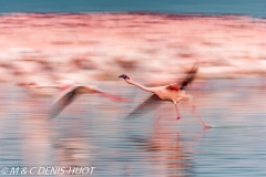 flamant nain / lesser flamingo