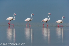 flamant rose / greater flamingo