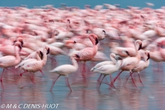 flamant nain / lesser flamingo