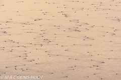 flamant nain / lesser flamingo