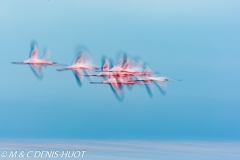 flamant nain / lesser flamingo