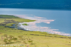 flamant nain / lesser flamingo