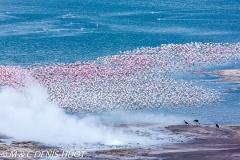 flamant nain / lesser flamingo