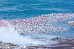 flamant nain / lesser flamingo