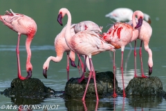 flamant nain / lesser flamingo