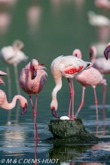 flamant nain  / lesser flamingo