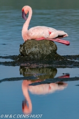 flamant nain  / lesser flamingo