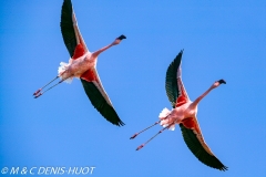 flamant nain / lesser flamingo