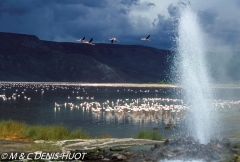 flamant nain / lesser flamingo