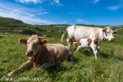vaches / cows