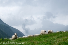 moutons / sheep