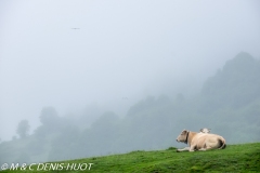 vaches / cows