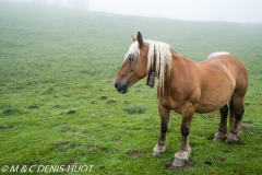 cheval / horse