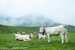 vaches / cows