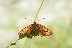 papillon / butterfly