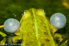 grenouille verte / green frog