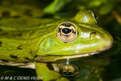 grenouille verte / green frog