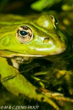 grenouille verte / green frog