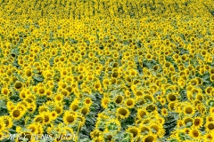 Tournesol / sunflower