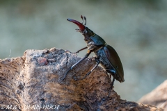 Lucane / stag beetle