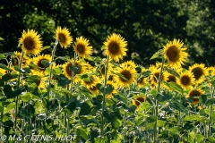 tournesol / sunflower