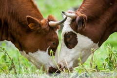 vaches / cows