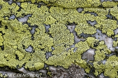 lichen