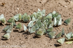 papillon / butterfly