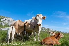 vaches / cows