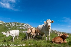 vaches / cows