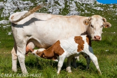 vaches / cows