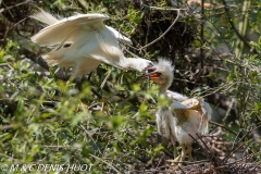 aigrette garzette / little egret